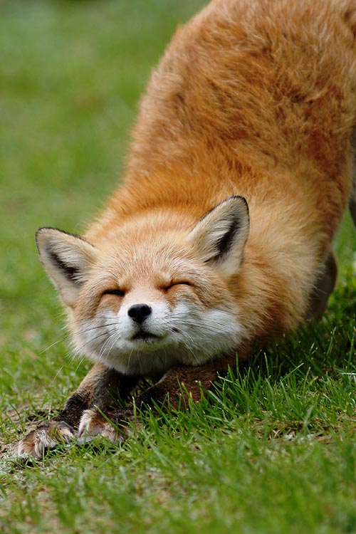 伸びをする狐