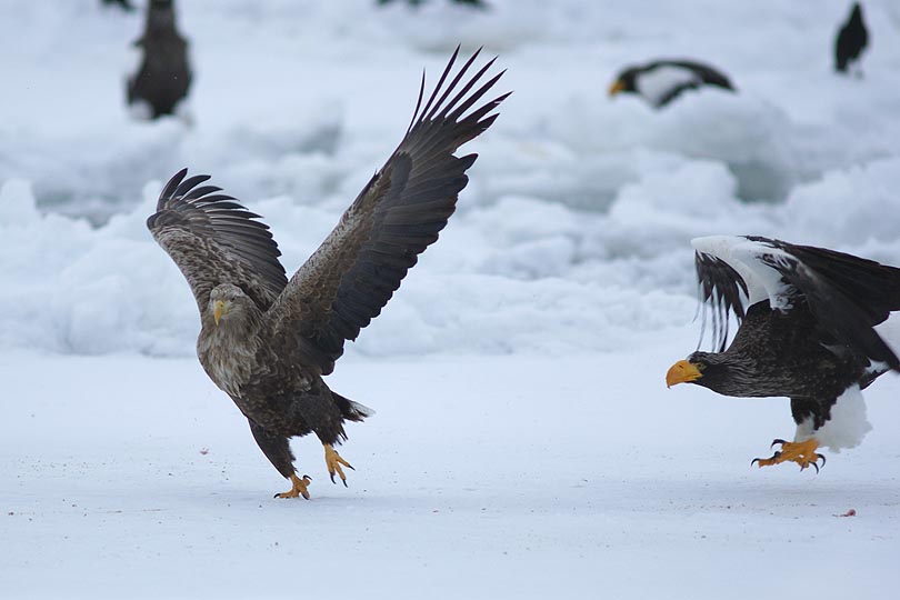 北海道 ワシ タカの仲間 Birds Of Seasons